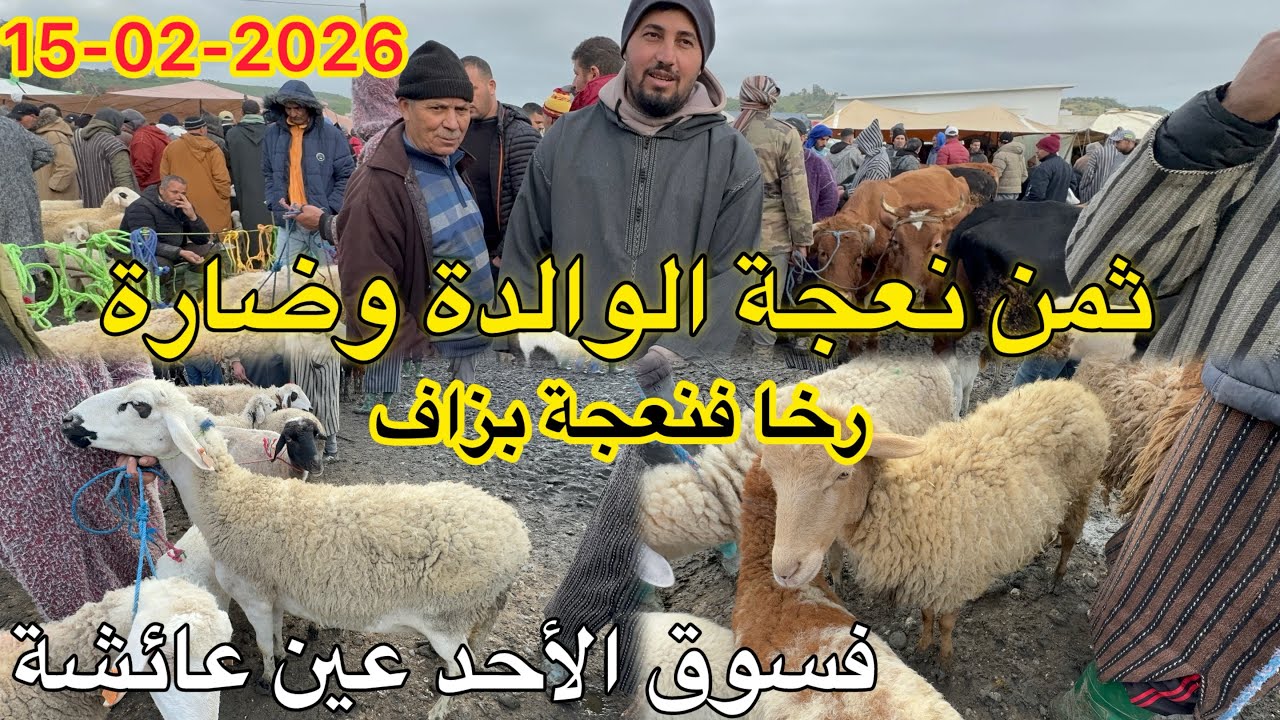الرخا بزاف فنعجة الوالدة وضارة فسوق أحد عين عائشة اقليم تاونات 15/02/2026