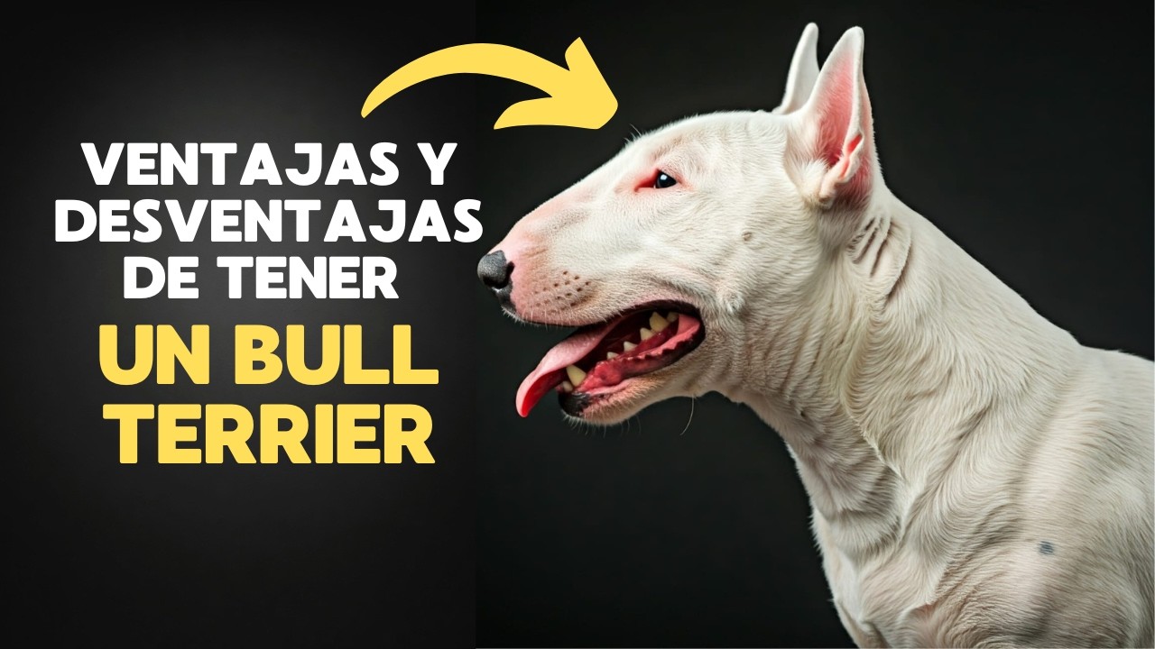 ¿Es el BULL TERRIER el Compañero Perfecto? Ventajas y Desventajas Increíbles