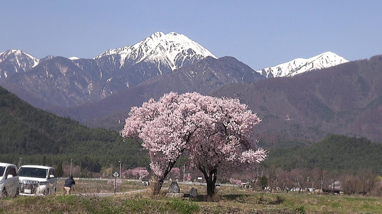 信州安曇野 満開の桜めぐり(五桜) 2023