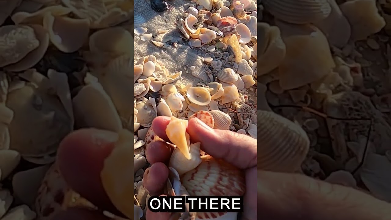 SHELL PILE 🤯