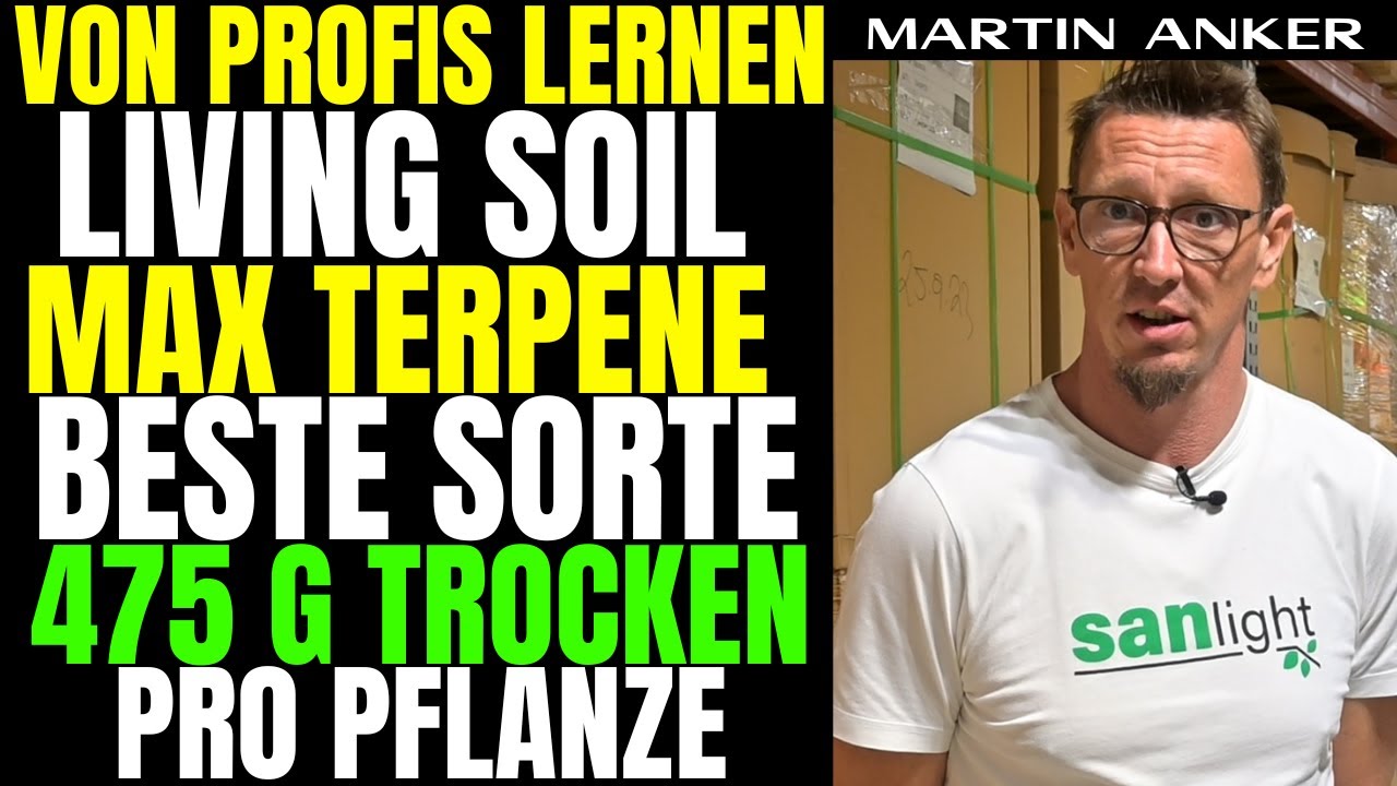 Cannabis Experte &uuml;ber Living Soil Wasserstress mehr Terpen Geheimtipps 3 Pflanzen Anbauen SANlight