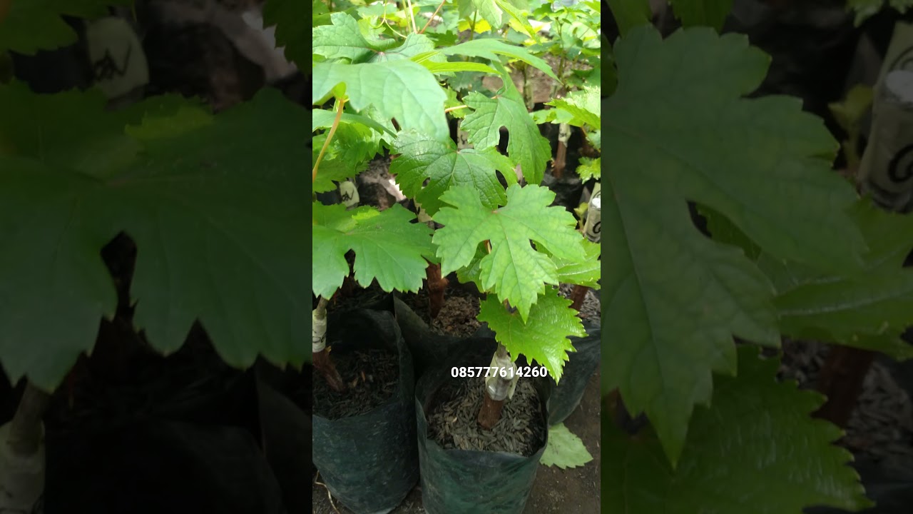 Jual Bibit Anggur Import Terbaik Berbunga | Stok Terbatas | Pusat Bibit Buah