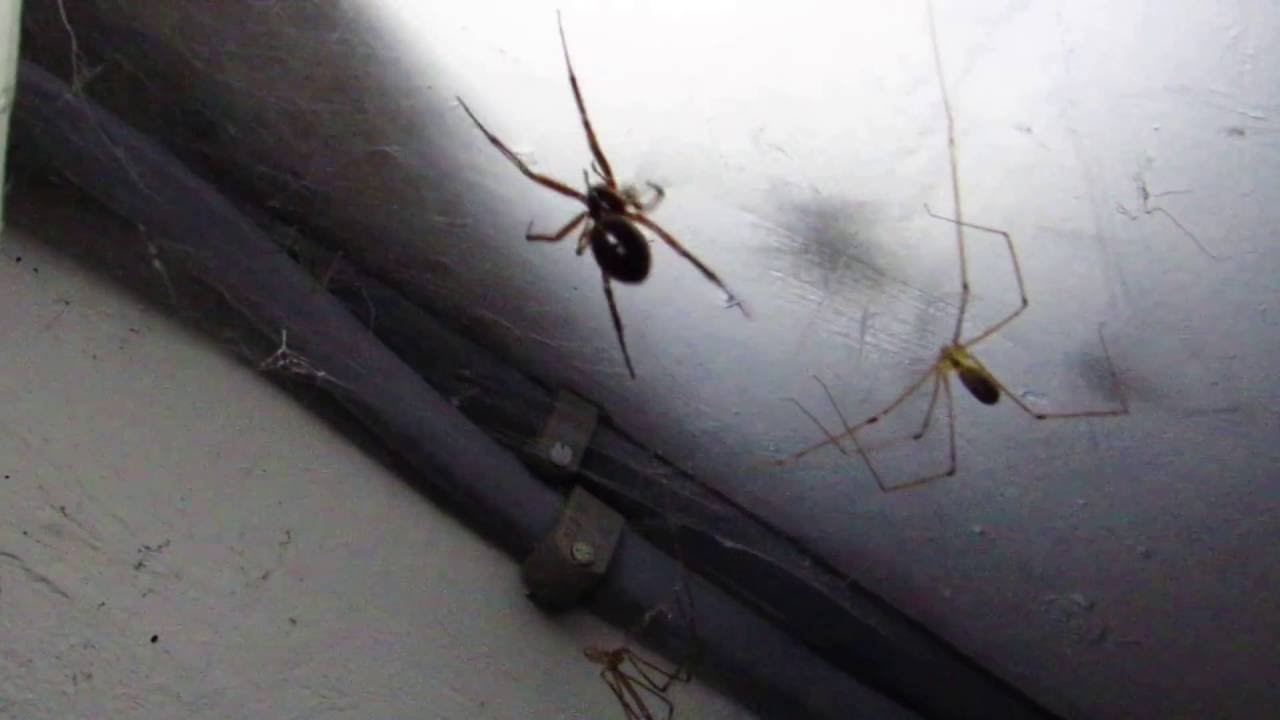 War of the Spiders