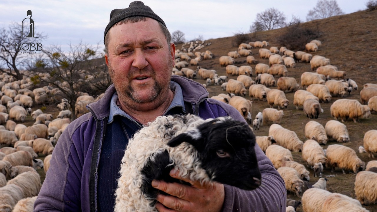 Ultimul cioban din Jina - a mers cu oile sute de KILOMETRI ca sǎ fete la CÂMPIE | TRANSHUMANȚA