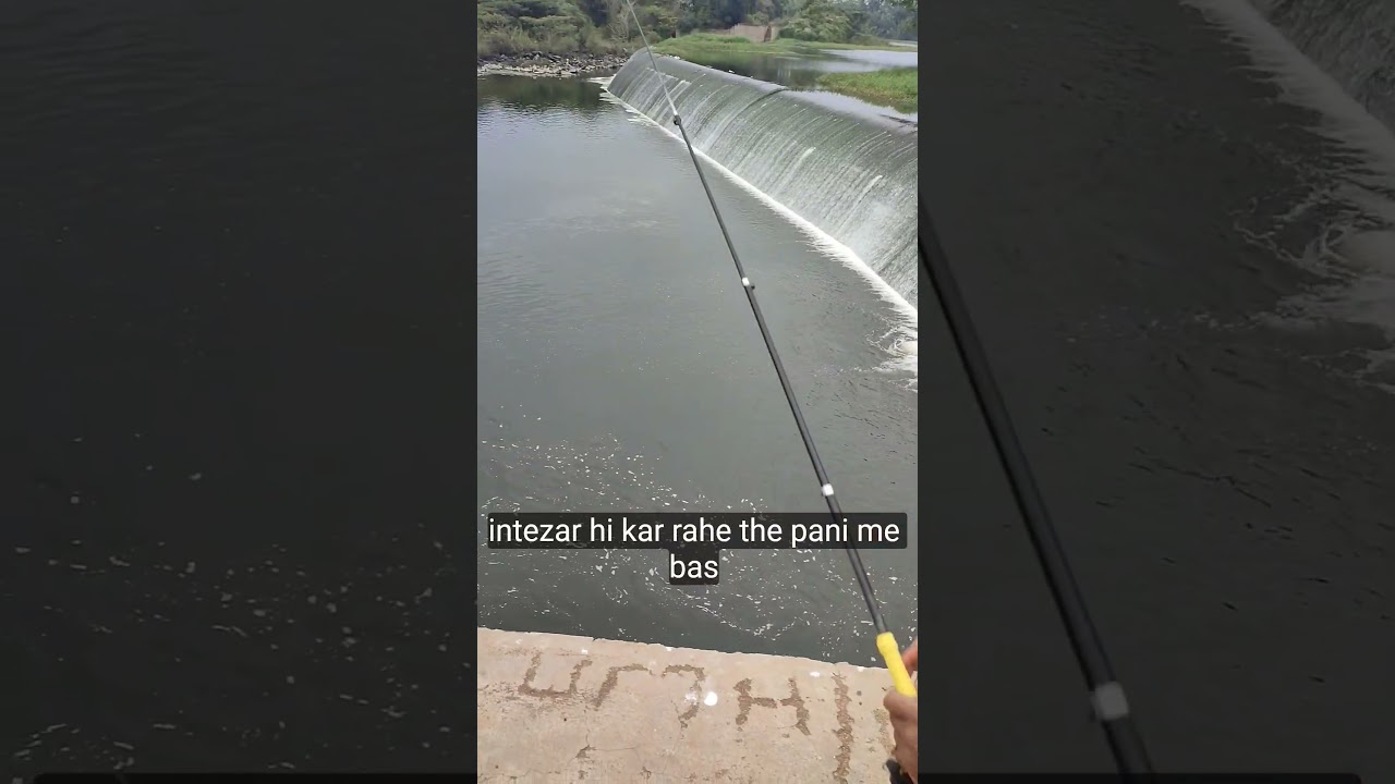 Catching tilapia fish 