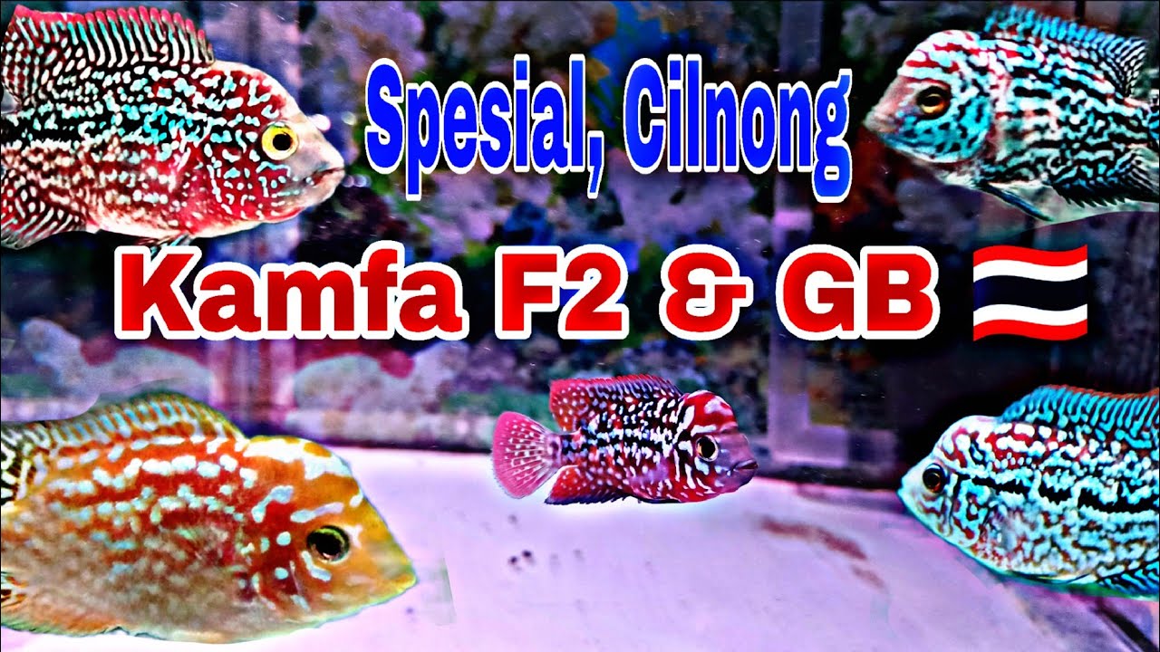 🔥🔥, spesies, cilnong. Kamfa F2 dan GB Thailand #ikanlouhankamfa #ikanlouhan