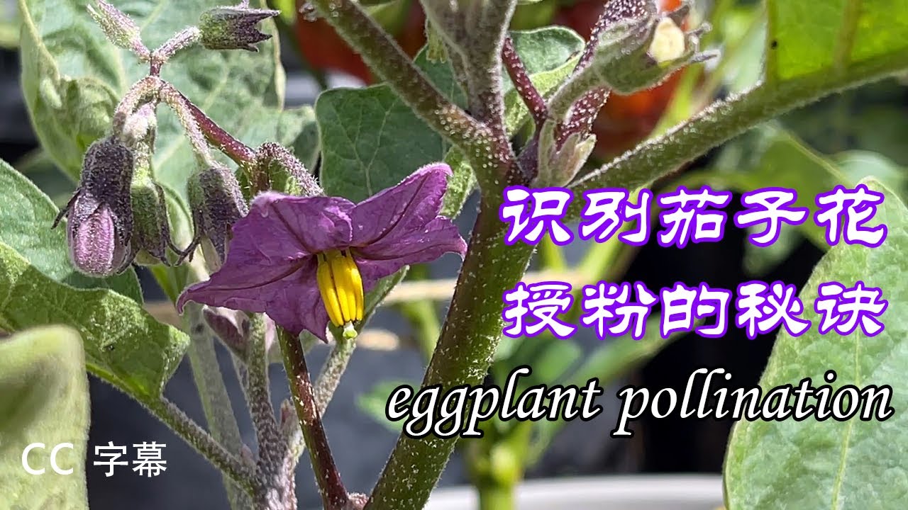 弄清楚茄子花授粉结果特點後,如何种茄子的問題就解決了一大半了eggplant plant flowers