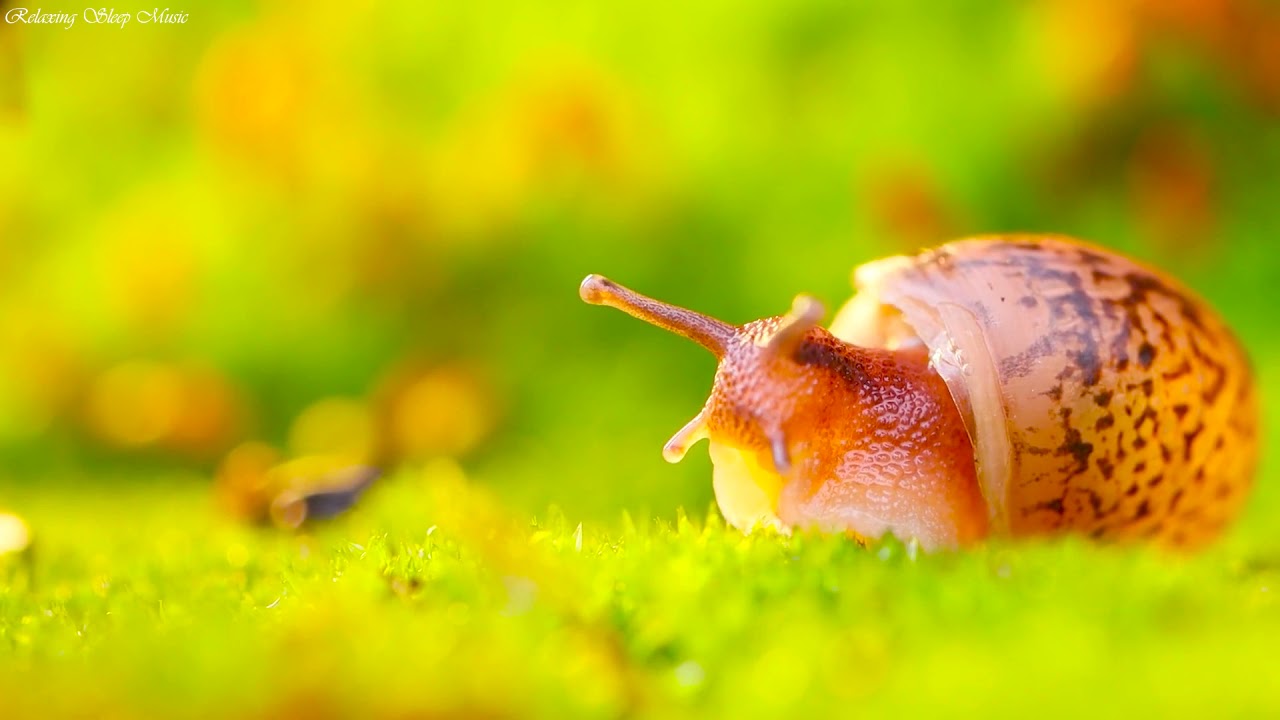 Calm Your Mind With Beautiful Relaxing Music & Beautiful Nature for Insomnia Relief and Meditation