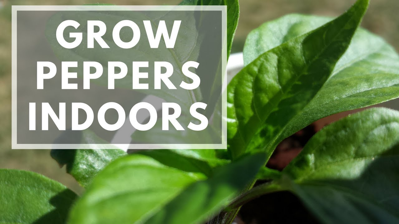 How To Grow Peppers Indoors Easily - Jalapeno, Serrano, Habanero, And More