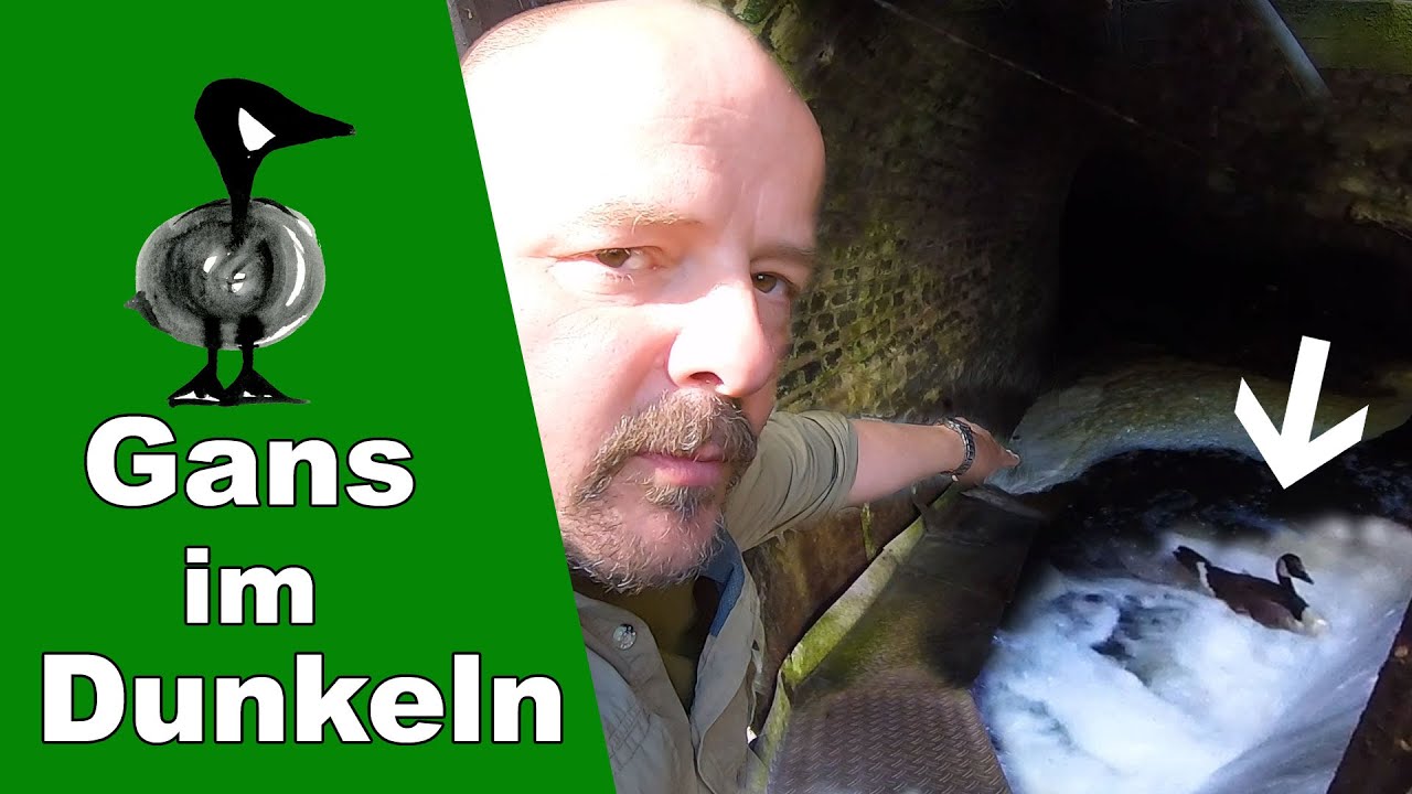 Gans im Dunkeln - Tiernotruf #307
