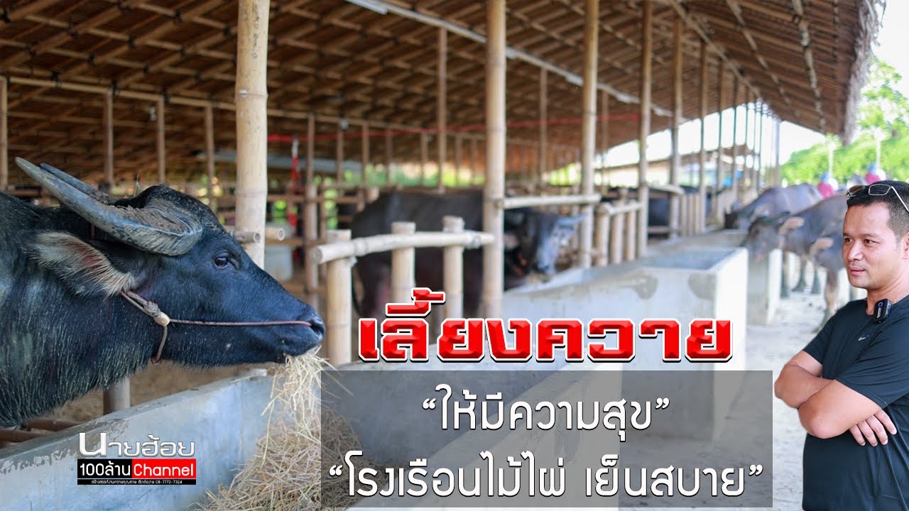 เลี้ยงควายให้มีความสุข โรงเรือนไม้ไผ่มุงจากเย็นสบายทั้งควายทั้งคน กับเฮียนพ นครปฐม 098-8826828
