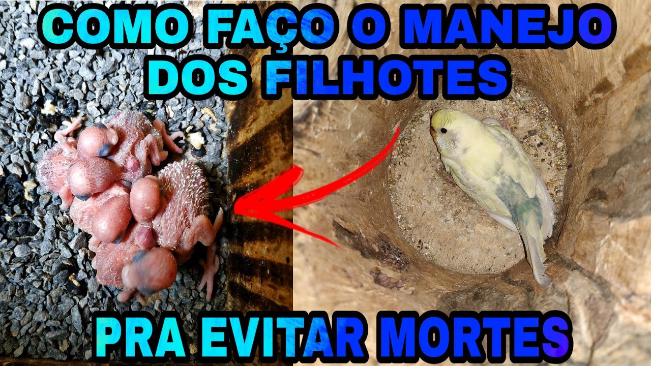 Como faço o manejo dos filhotes de periquitos australianos na criação em Colônia pra evitar mortes