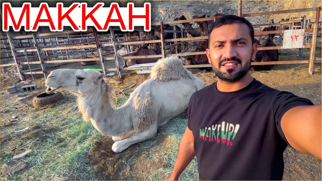 Bakra Mandi in MAKKAH 🐪 🐏 🐄 Price of Goat, Camel & Cow Mandi | Eid al Adha in Makkah Saudi Arabia