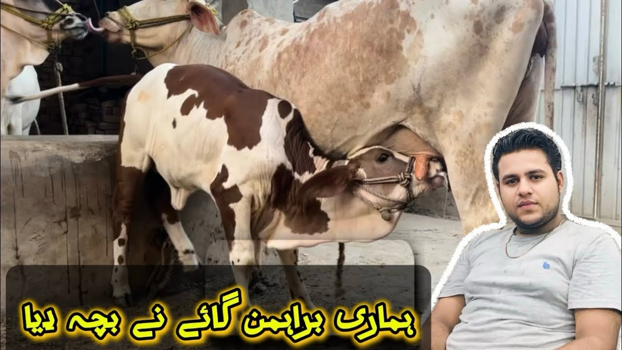 Brahman Gay Ka Pehla Bacha - Cattle Day 1 se Delivery Tak 