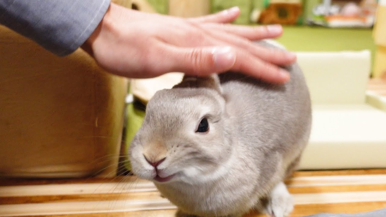 名前を呼ぶと飛んできて笑顔まで見せてくれるうさぎさんに、ある日まったく違う名前で呼んでみたら・・・
