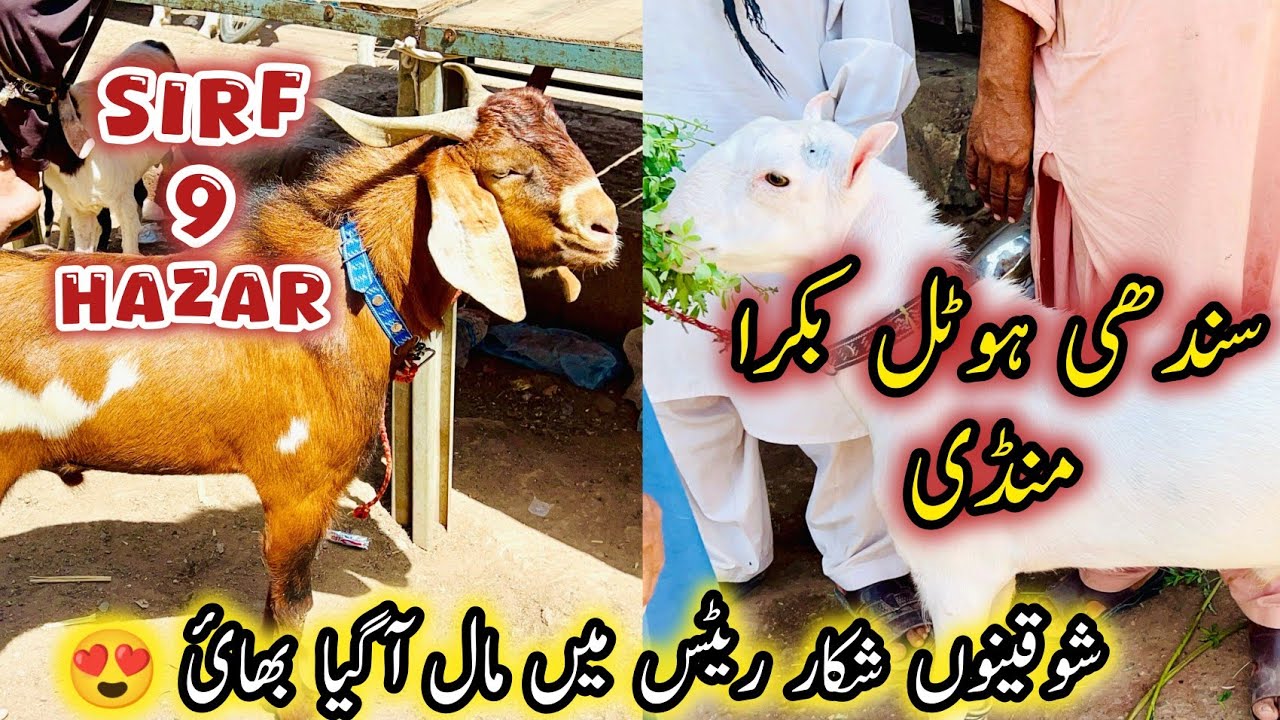 Sindhi Hotel Bakra Mandi Karachi Latest Rate Update |18 April 2025 | Bakra Mandi Karachi…