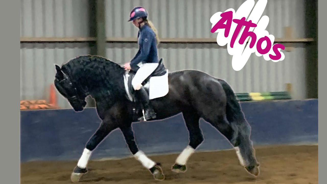 Friese Hengst Rijden