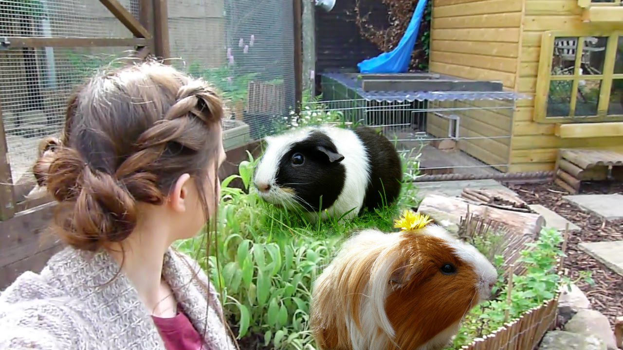 Garden For Guinea Pigs!