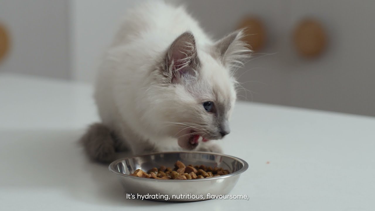Find The Perfect Pair for your Kitten