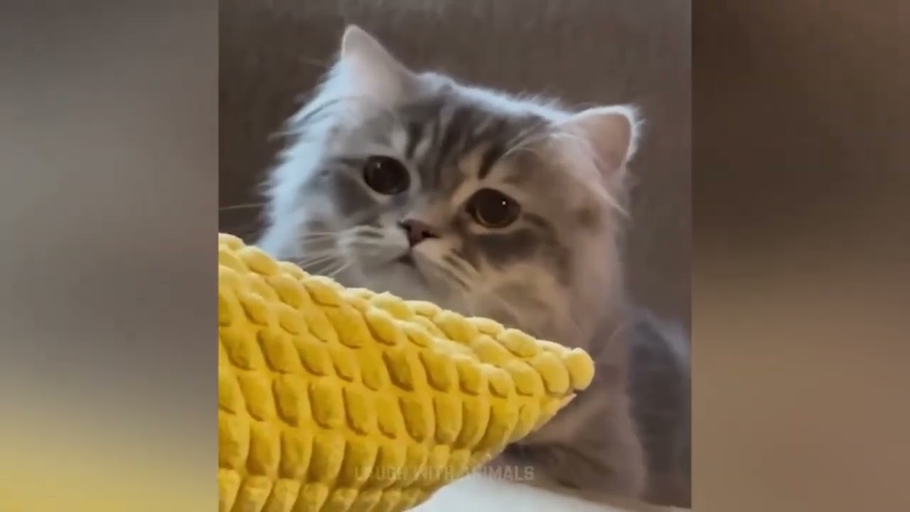 Cele mai amuzante faze cu animalutele noastre preferate #4