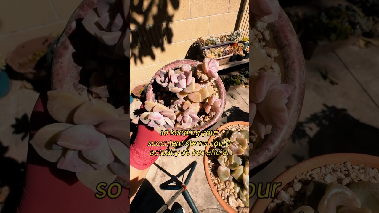 Succulent stems that keep giving: 4 years and counting! #succulents #succulentobsession #garden