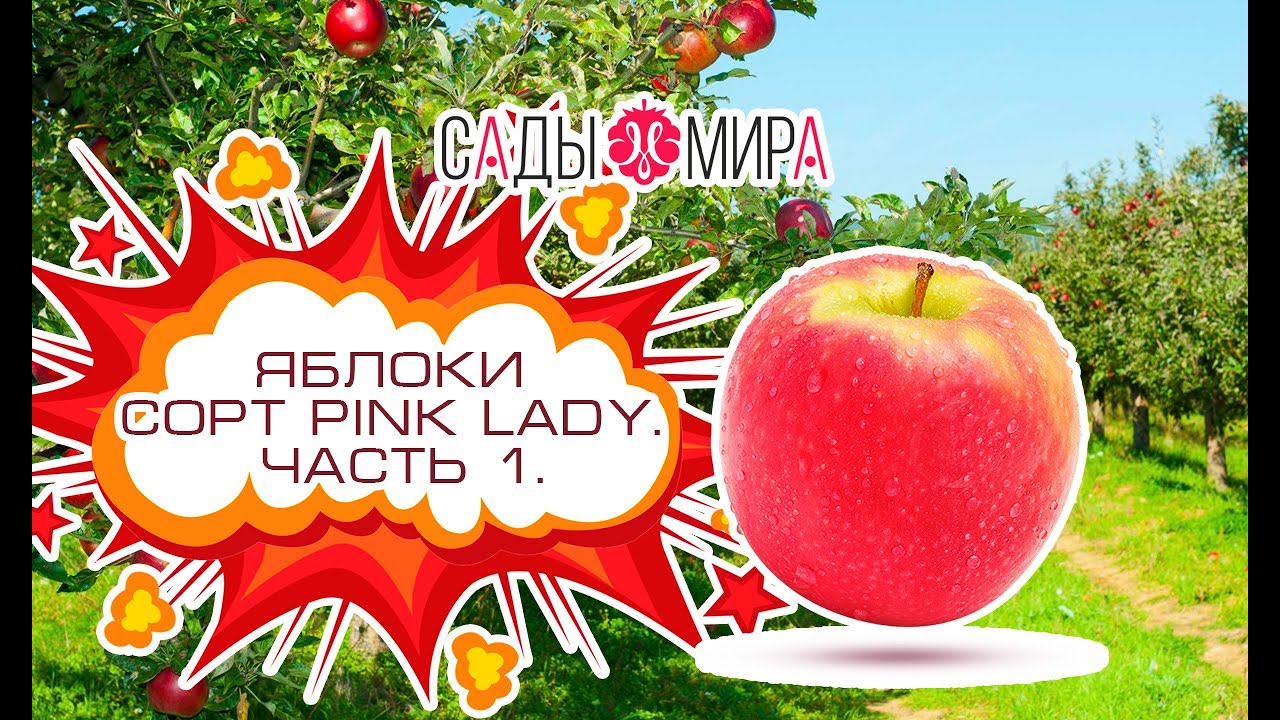 Яблоки Сорт PINK LADY. часть 1. Опылители, средства зашиты.