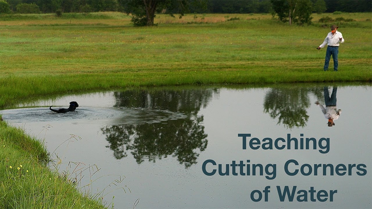 Teaching Retrievers Cutting Corners of Water with Bill Hillmann
