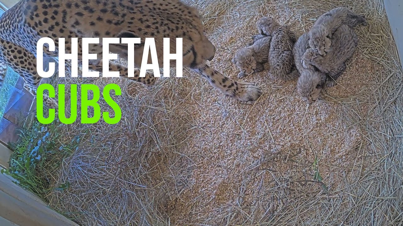 Litter of Five Cheetah Cubs Are Born at Smithsonian’s National Zoo