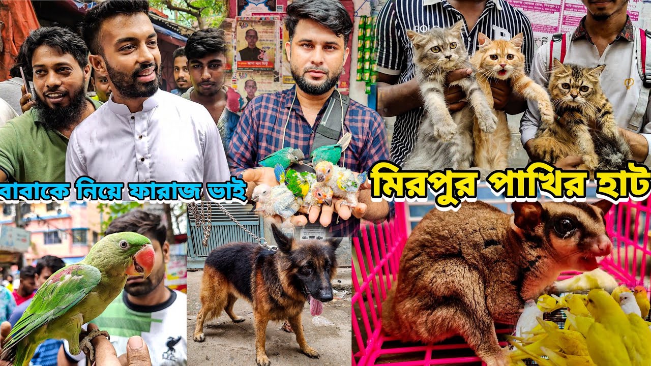 মিরপুর পাখির হাটে @ChowdhuryFaraazKarim বাংলাদেশের সবচেয়ে বড় পাখির হাট_Mirpur 1 Pakhir Haat
