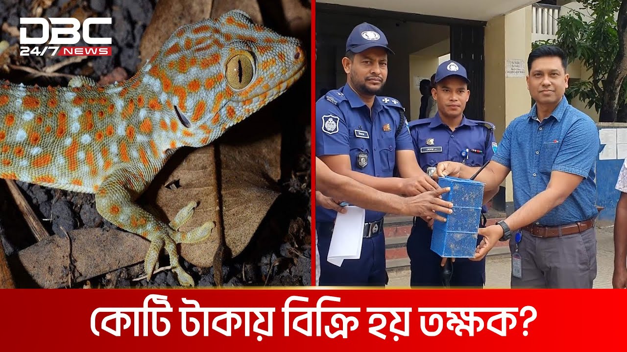 টিকটিকি ভেবে তক্ষকের খোঁজ | DBC News Special