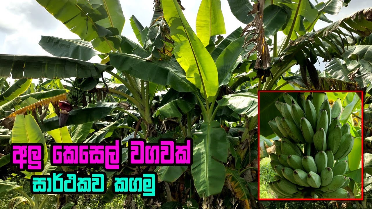 සාර්ථක මාළු කෙසෙල් වගාවක් සඳහා | alu kesel wagawa | malu kesel wagawa | Banana Cultivation