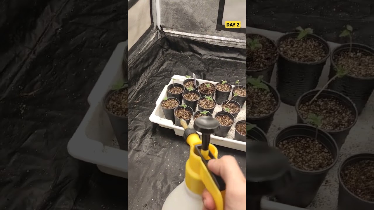 ✅DIA 2 ⛺GROW 100X100X200💡PAINEL viparspectra XS2000 LED GROW LIGHT 🌰 GREEN KUSH #shorts #bombagrower