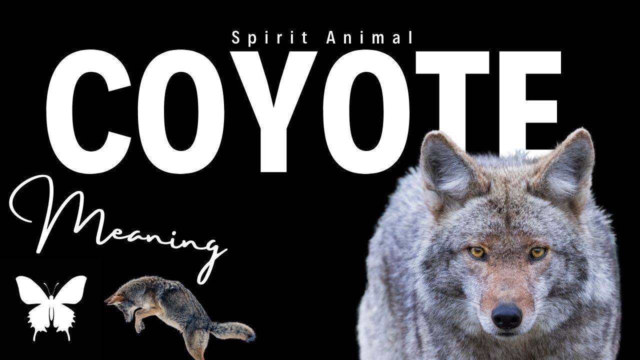 Coyote Spirit Animal | Coyote Spirit Guide | Coyote Symbolism | Coyote Totem