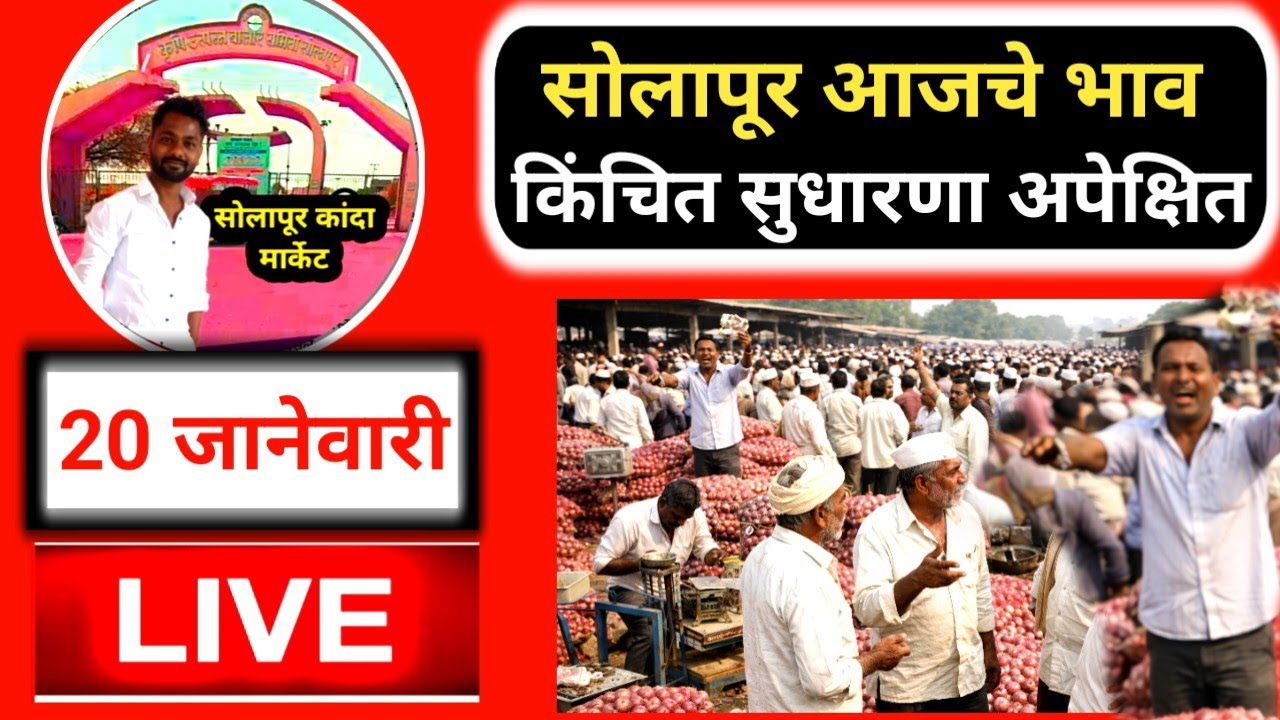 solapur kanda market live सोलापूर कांदा भाव लाईव्ह किंचित सुधारणा अपेक्षित 20 जानेवारी 2026
