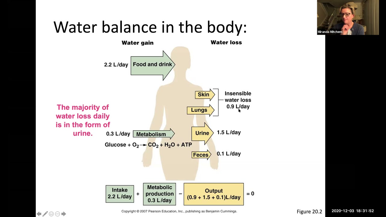 Physiology - Chapter 20 Lecture