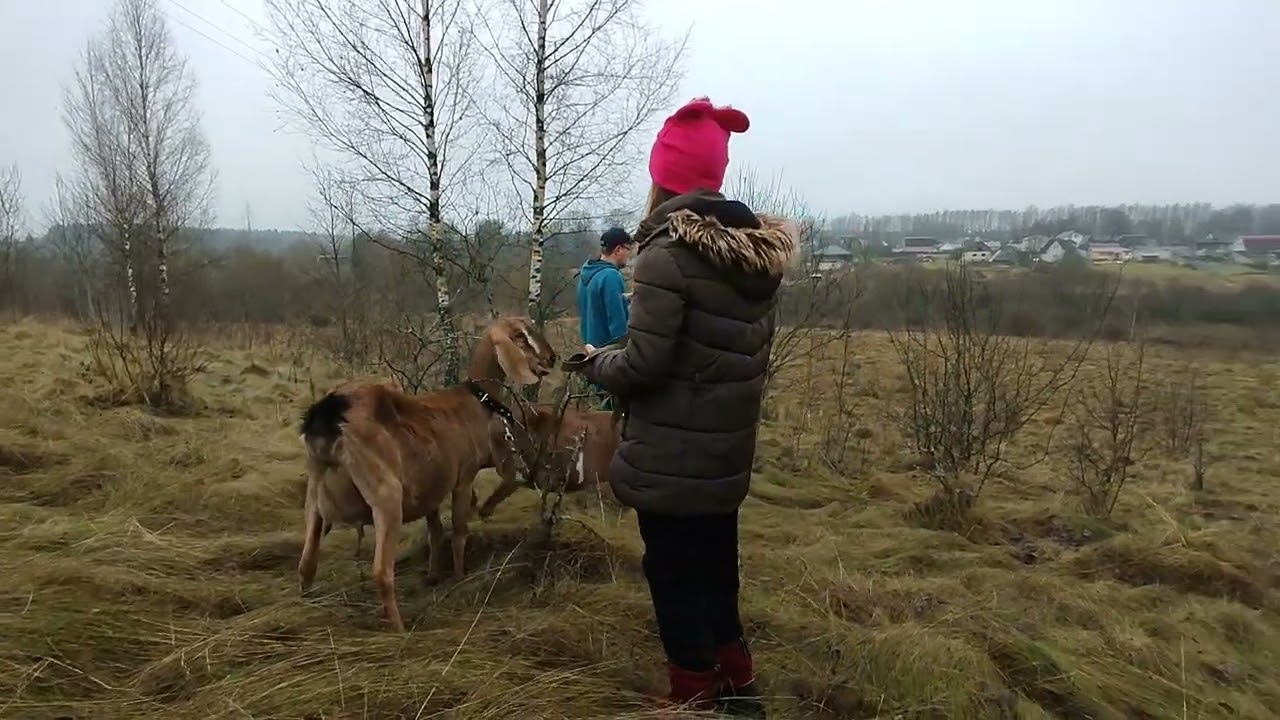 Наши нубийские козы и вьетнамские поросята