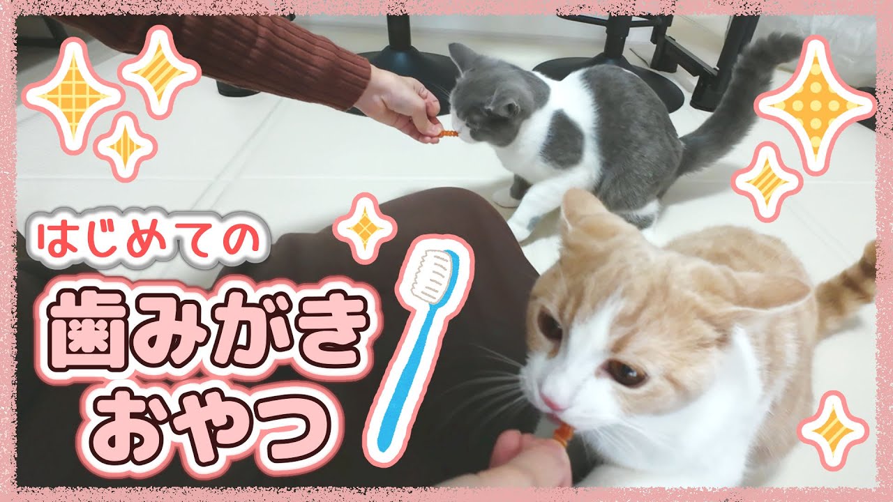 歯みがきおやつを試してみたら、喜んでガブガブ噛んでくれました