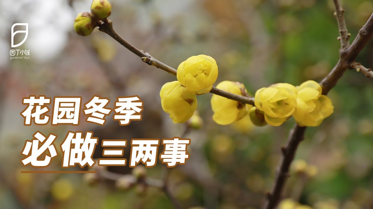 【园丁小饭】冬天是花园休息的季节？那你可就错了