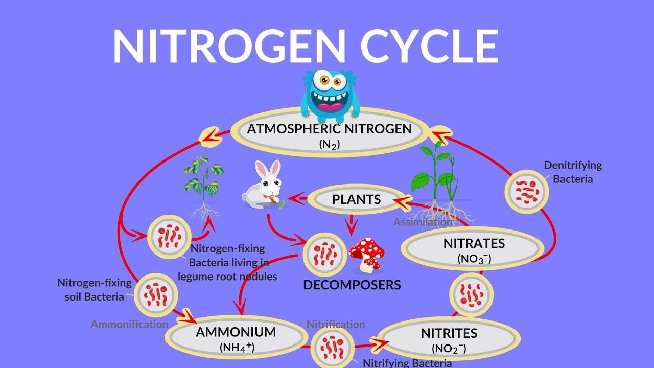 Nitrogen Cycle Video | Process of Nitrogen Cycle | Steps of Nitrogen Cycle | What is Nitrogen Cycle?