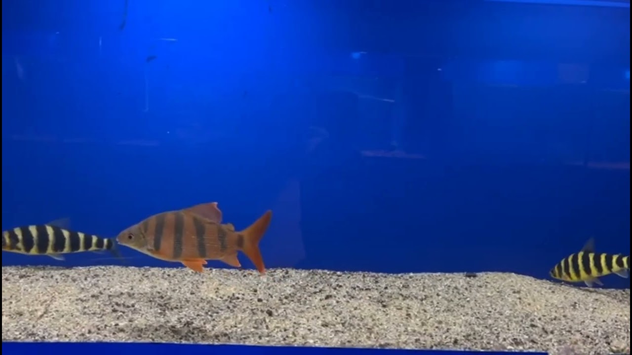 Banded Leporinus fish Grow extremely slow especially considering that they could reach over a foot