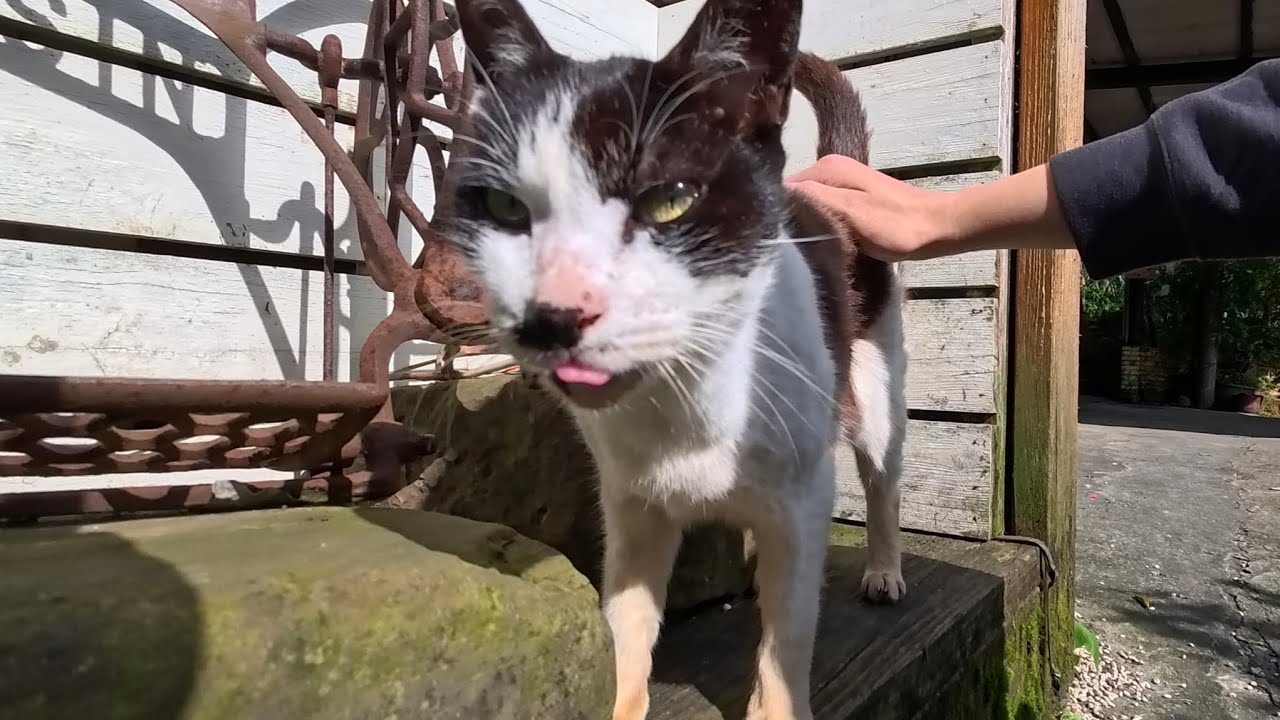 Почему этот кот такой искусный? Он так профессионально ловит людей! 😹