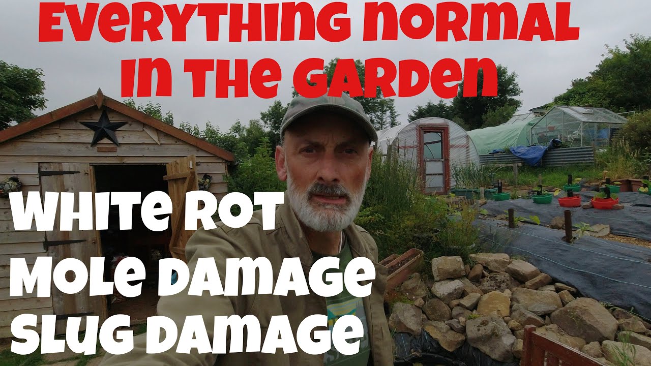 Mole damage  White Rot  Slug damage  All is normal in the garden | Allotments For Fun and Food