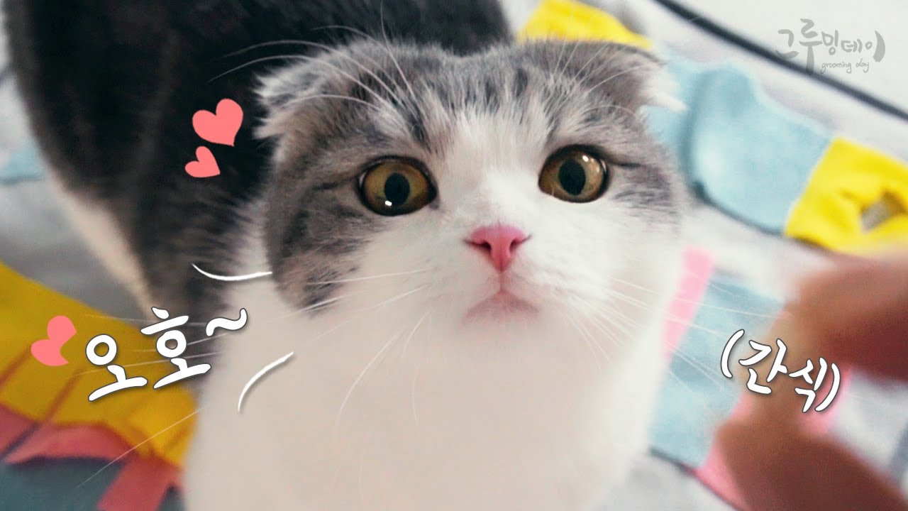 고양이 먹이퍼즐로 간식주다가 심장 떨어질뻔!