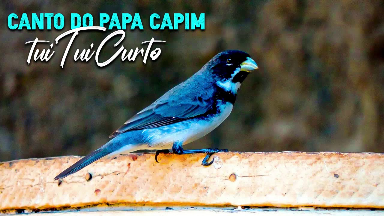 Canto Papa Capim Tui Tui curto 🐤 🐤 🐥 🐥