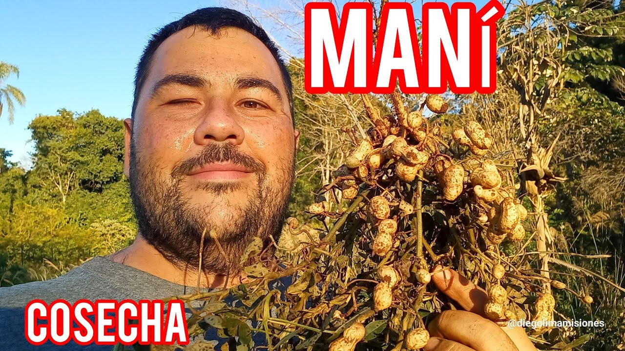 Te enseño cómo cosechamos maní 🥜 mandioca y batata 🍠