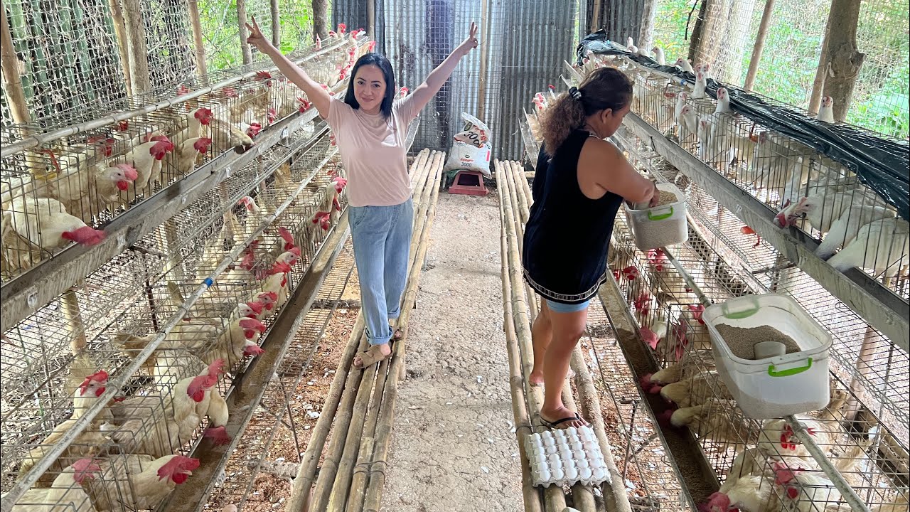 HARVESTING EGGS 2024