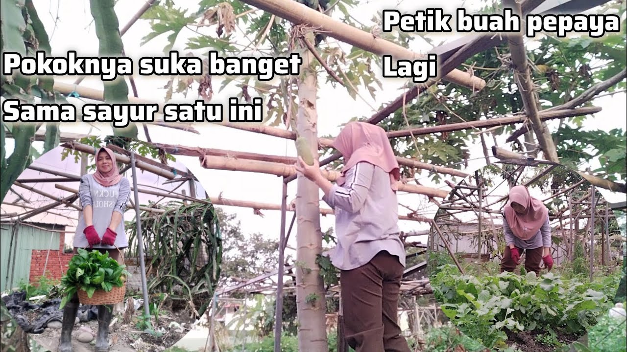 SUKA BANGET SAMA SAYUR INI‼️ PANEN PEPAYA & SAYUR PO CHAI 