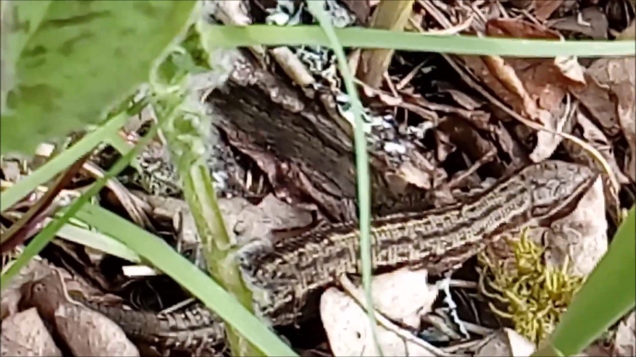 Viviparous lizard (Zootoca vivipara)
