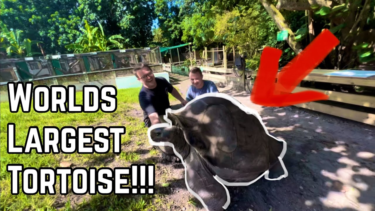 The World’s Largest Tortoise!!! @SamsGiantTortoiseFarm