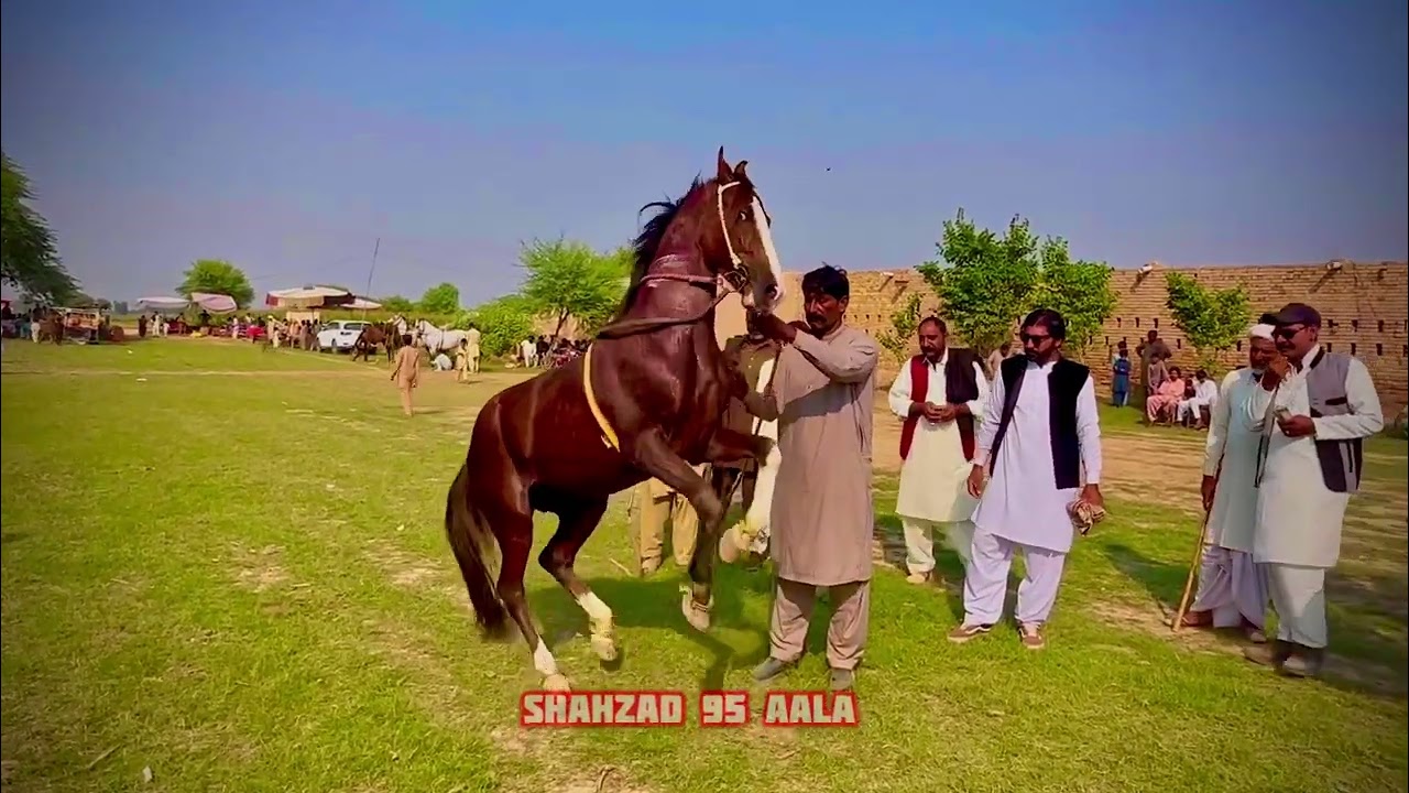 Horse Dance 💃 Part 1 🌷میلہ بابا پیر سکھے شاہ چک ۹۵ /۱۰”ار